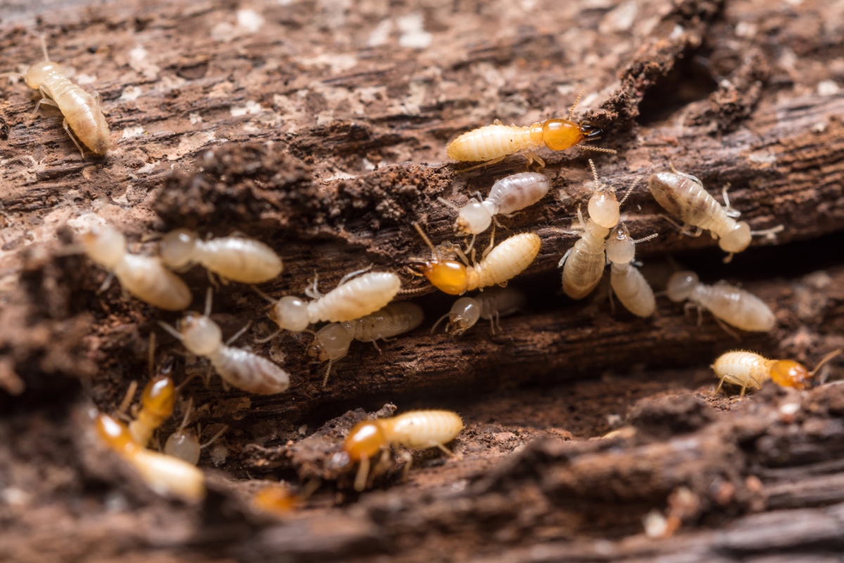 Diagnostic termites : termites sur une surface en bois